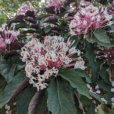 Image result for Clerodendrum melanocrater
