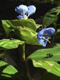 Image result for Commelina
