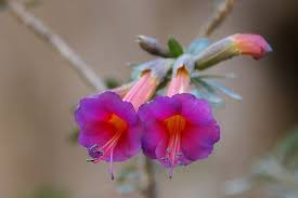 It is a reference to san martin's sight of a flock of flamingos taking flight upon his arrival in peru. Cantuta Peru National Flower Drawing Novocom Top