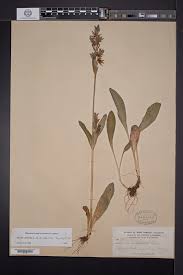 Image result for Swertia eminii