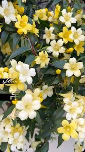 Image result for Gelsemiaceae