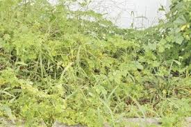 We did not find results for: Recovering An Overgrown Garden Tips On Reclaiming Overgrown Gardens
