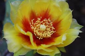 We did not find results for: Canadian Wildlife Federation Cacti Of Canada