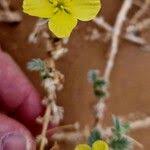 Image result for Tribulus zeyheri