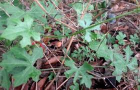 Image result for Coccinia adoensis