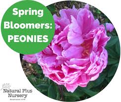 A beautifully designed and maintained landscape using quality plant material is not bloomers warranties all woody plants (woody plants, by definition, are plants that have hard stems. Post Natural Plus Nursery