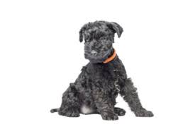 The current median price of aussiedoodles in north carolina is $1,850.00. Kerry Blue Terrier Vs Bedlington Terrier Breed Comparison