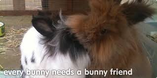 When a rabbit hits a certain age, it becomes riskier to perform surgery on them. Why Every Rabbit Needs A Friend Rabbits Need Company And Should Live In Pairs
