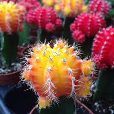 Set the cactus plant into the new planting container so the crown of the plant is just below the rim place the cactus in a location where it receives about half the usual amount of sunlight during the how to make cactus juice. Color Grafted Cactus Plants For Sale Free Shipping