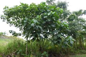 Image result for Macaranga schweinfurthii