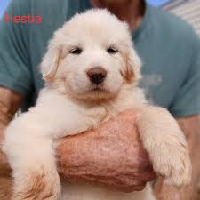 Potentially ISO a Pyrenees LGD. Either grown and used to animals or 6-8wks  old.