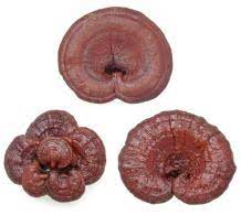 Reishi Mushroom Identification Hunt For An Herbal Remedy