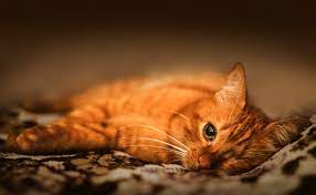 Les brebis avaient trop chaud. Mon Chat Passe Son Temps Chez Le Voisin Que Faire