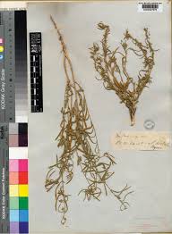 Image result for Afrohybanthus