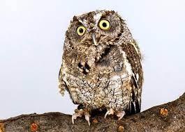 Western Screech Owl The Peregrine Fund