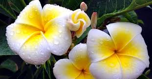 Non vederla, o ancora peggio ignorarla, credendo di essere al di sopra della natura, è uno dei pericoli più gravi per la sopravvivenza della nostra specie Due Giorni Dedicati Alla Pianta Piu Bella Del Mondo Torna A Palermo Il Plumeria Garden Show
