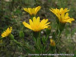 Golden Aster A Profile Of A Perennial Flower Howstuffworks Flowers Perennials Drought Resistant Plants Plants