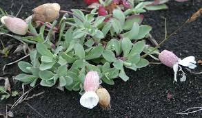 Image result for Silene
