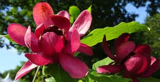 Needs moisture & shade, esp. 25 Long Lasting Bushes With Flowers To Fill In Your Space