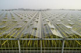 Malaysia needs to learn from these new. High Tech Greenhouses Could Be The Future Of Agriculture