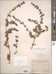 Image result for Orthopichonia barteri