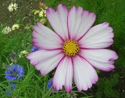 October Birth Flower Marigold And The Cosmos The Florister October Birth Flowers Birth Flowers Birth Flower Tattoos