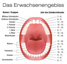 teeth names eruption chart german stock vector furian