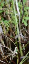 Image result for Panicum carneovaginatum