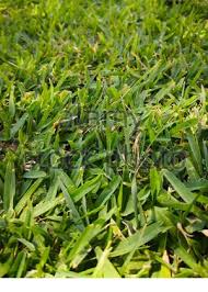 The ideal length is 3 to 3/12 inches. Green Short Cut Grass Lawn Texture Background Stock Photo Alamy