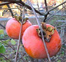 American Persimmons Are A Delicious Seasonal Autumn Fruit Here S How To Harvest And Preserve Persimmons So You Can En Fuyu Persimmon Tree Tree Seeds Persimmon
