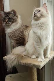 7 Special Tips For Taking Care Of Ragdoll Kittens Gorgeous Cats Cats Cute Cats And Kittens