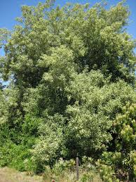Image result for Quillaja saponaria