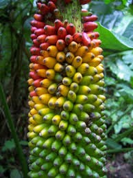 Image result for Musa acuminata