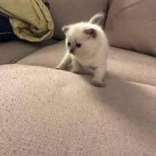Babyhamster Hamster Cat Mycat Babycat Petstagram Pets Petoftheday Instapets Petscorner Lovelycat Housecat Baby Kedi Baby Cats Dog Cat Little Dogs