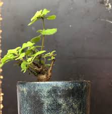 Image result for Aeollanthus buchnerianus