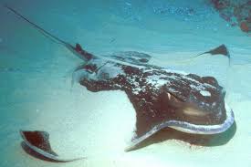 Eagle syndrome refers to symptomatic elongation of the styloid process or calcified stylohyoid ligament 1,2.it is often bilateral. Southern Eagle Ray Myliobatis Australis Macleay 1881 The Australian Museum