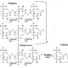 Most organisms have a preferred temperature range in which they survive, and their enzymes most likely function best within that temperature range. Chemical Action Of Cellulase Enzyme In Pill Removal Endoglucanases Download Scientific Diagram