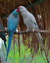 What kind of plumage does a mallee ringneck parrot have? Blue Indian Ringneck Parrot Bing Images Parrot Pet Birds Nature Birds
