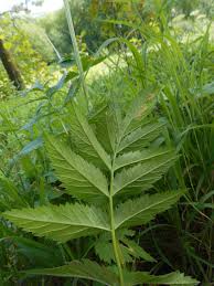 Image result for Physotrichia atropurpurea