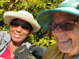 Any tips for caring for a mandevilla cutting?