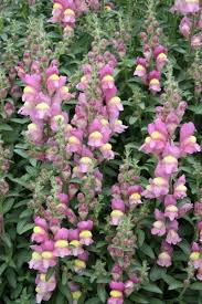 Antirrhinum Hispanicum Fairy Garden Plants Antirrhinum Rock Garden Plants