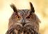 Owl White