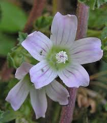 Image result for Malva neglecta