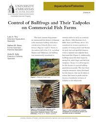 Caring for a few tadpoles and watching them turn into frogs (metamorphose) is a one of the most common questions about collecting tadpoles is how to avoid collecting the tadpoles of cane toads if the ammnia levels get too high, it will kill the tadpoles. Pdf Control Of Bullfrogs And Their Tadpoles On Commercial Fish Farms