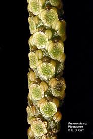 Image result for Piperaceae