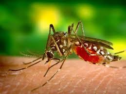 Read about malaria symptoms, treatment, vaccination, prevention tips, and the side effects of picture of red blood cells infected with malaria parasites. Malaria Symptoms And Treatment Archives Presswire18