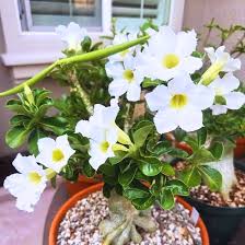 Image result for Adenium
