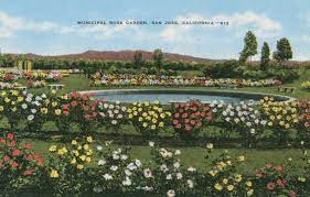 Postcard Of The Municipal Rose Garden San Jose California 1930 1950 California Art Santa Clara County California