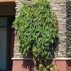 When to cut back evergreen clematis. 3