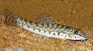 Zipper Loach Acanthocobitis Botia Tropical Fish Fish Aquarium Fish